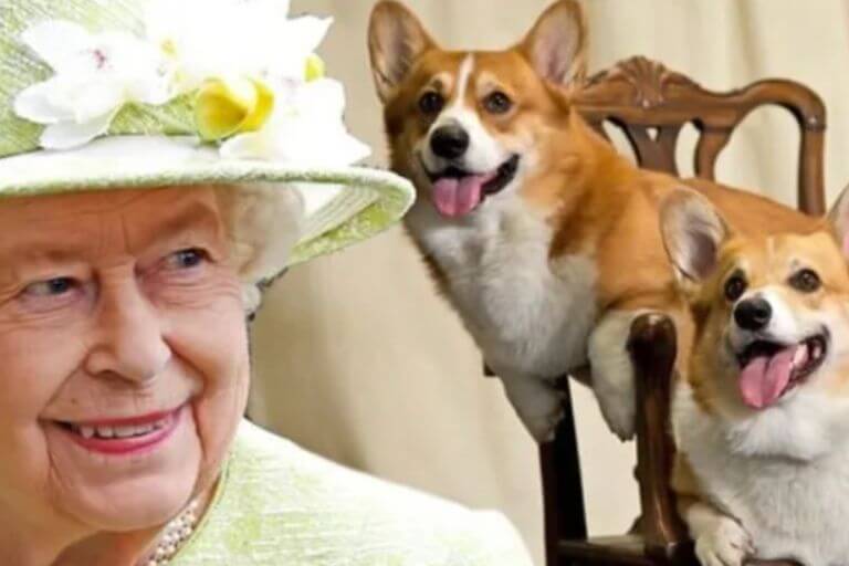 Majestätiska följeslagare: Drottning Elizabeths kärlek till sina hundar
