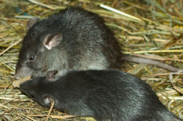 Invasiva råttor och deras påverkan på tropiska revfiskar