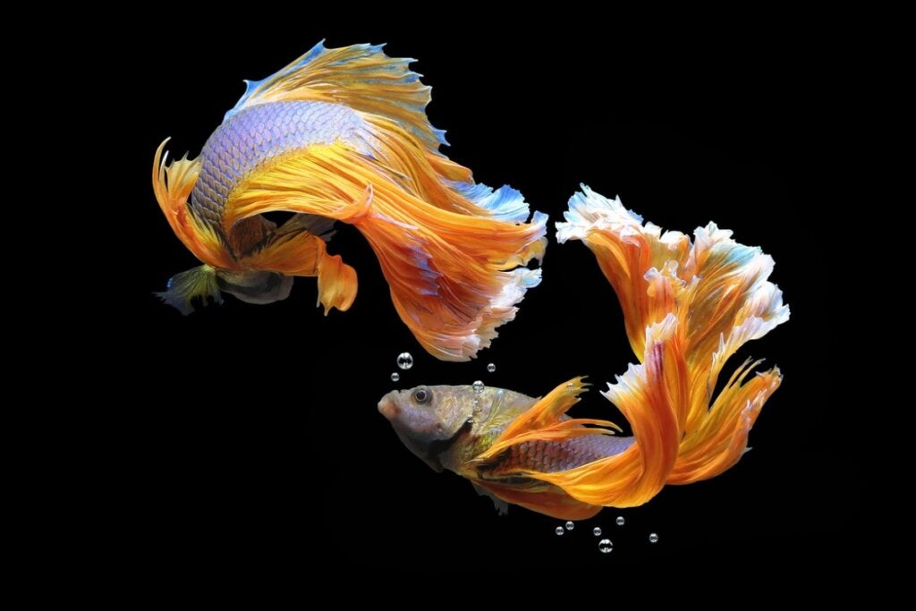 14 fiskar som inte kan samexistera i ett akvarium