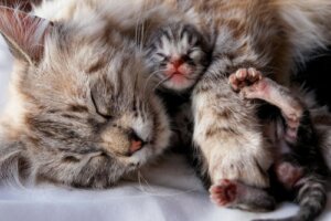 När kan man skilja kattungarna från mamman?