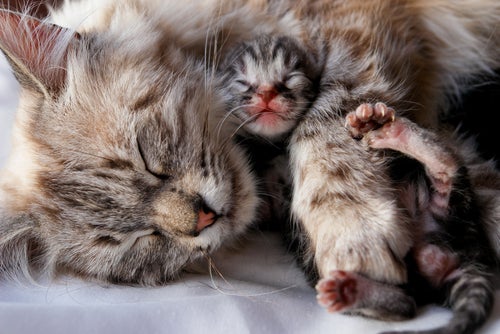 När kan man skilja kattungarna från mamman?
