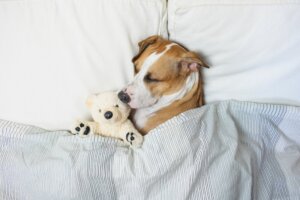 10 faktorer som kan påverka din hunds sömn