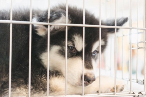 New York förbjuder djuraffärer att sälja katter, hundar och kaniner