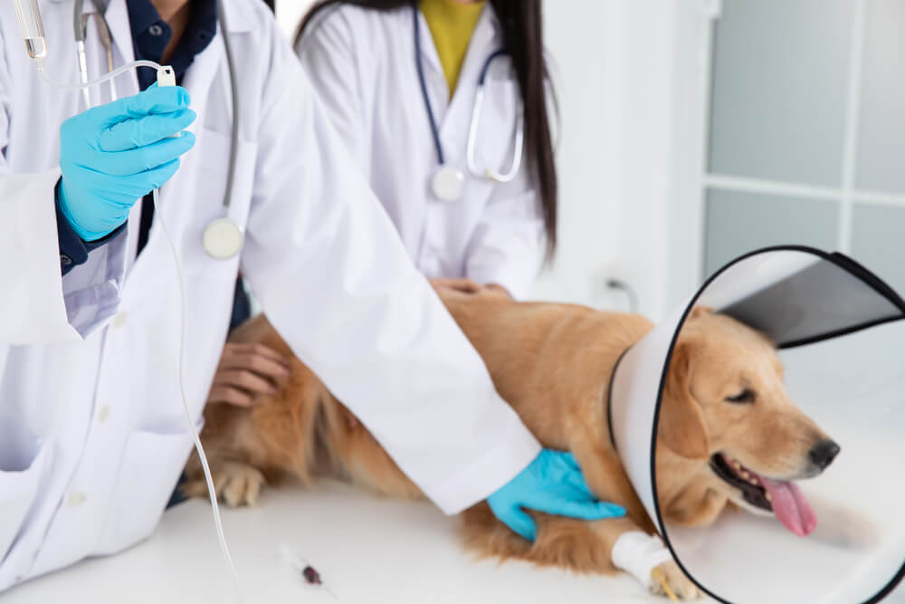 När en höft går ur led hos hundar: vanliga orsaker och behandling