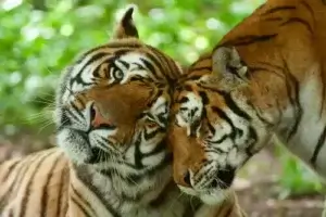 Två tigrar socialiserar.