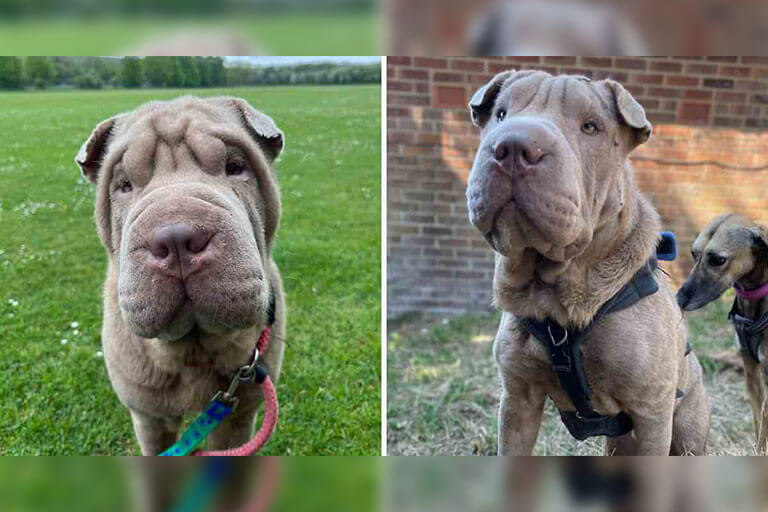 Hund med överflödig hud kan nu visa sitt ansikte tack vare ett djurhem