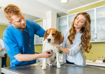 Grundläggande guide till hur du väljer den bästa hundförsäkringen