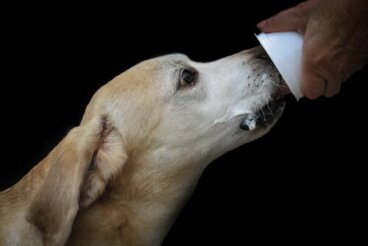 Är det en bra idé att ge yoghurt till din hund?