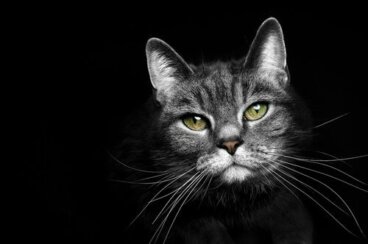 9 roliga fakta om den nattaktiva katten