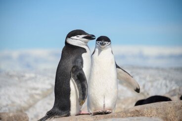 Varför pingviner inte kan flyga