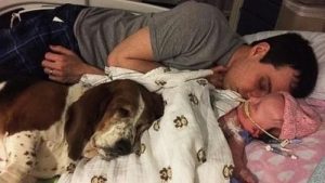 The Basset Hound who Stuck with His Tiny Owner