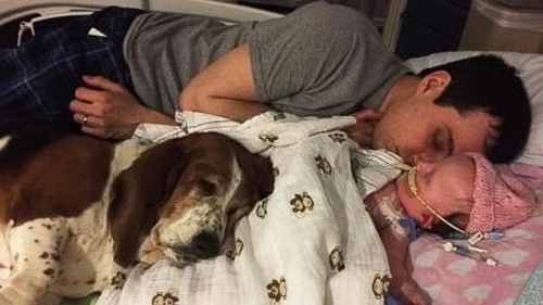 Το Basset Hound που κόλλησε με τον μικροσκοπικό ιδιοκτήτη του