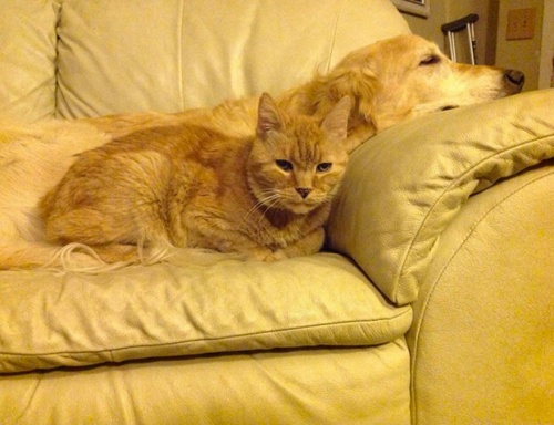 hunden och katten på soffan