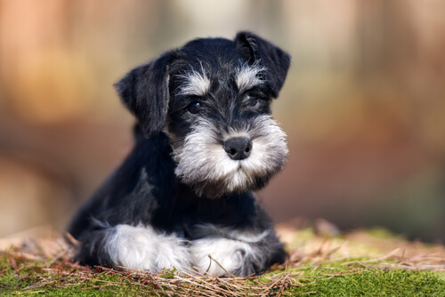 Schnauzers: Οι καλύτεροι μας φίλοι