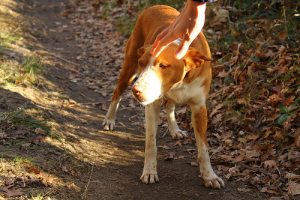 Couple Rejects Their Own Abandoned Dog