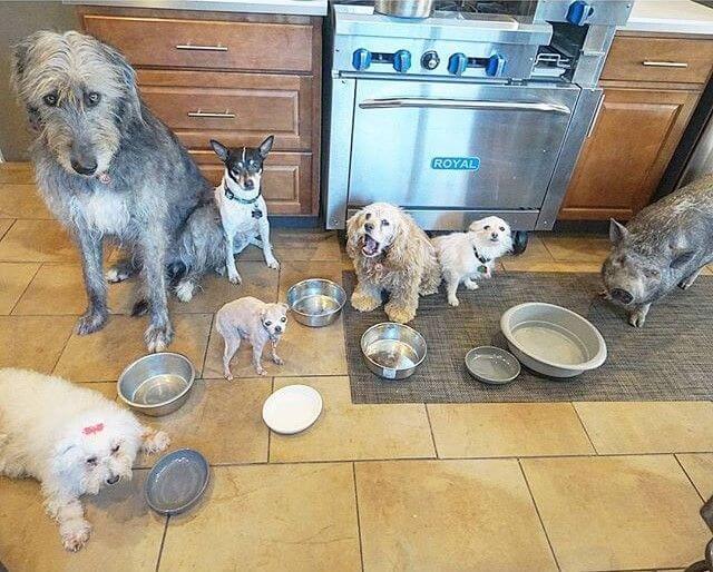 Tio hundar och grisar