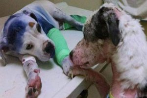 True Friendship Between Mistreated Dogs