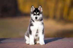 Ways to Use Apple Cider Vinegar for Pets