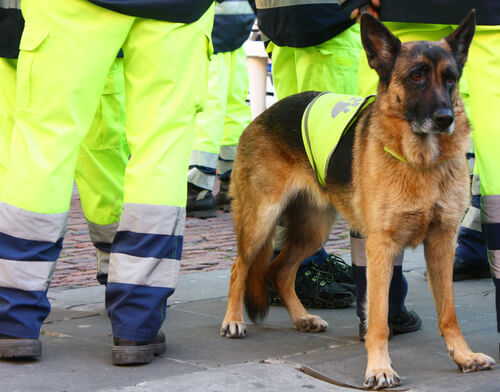 Atila, Among Best Rescue Dogs in Spain, Dies