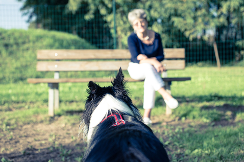 개의 의사 표현