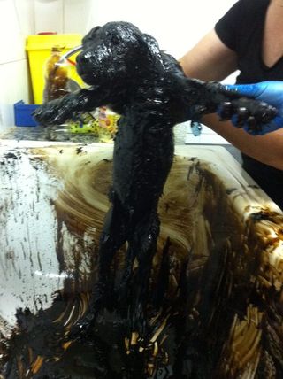 타르 구덩이에서 구조된 강아지