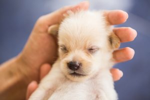 How to Raise a Calm Dog: It's Possible!