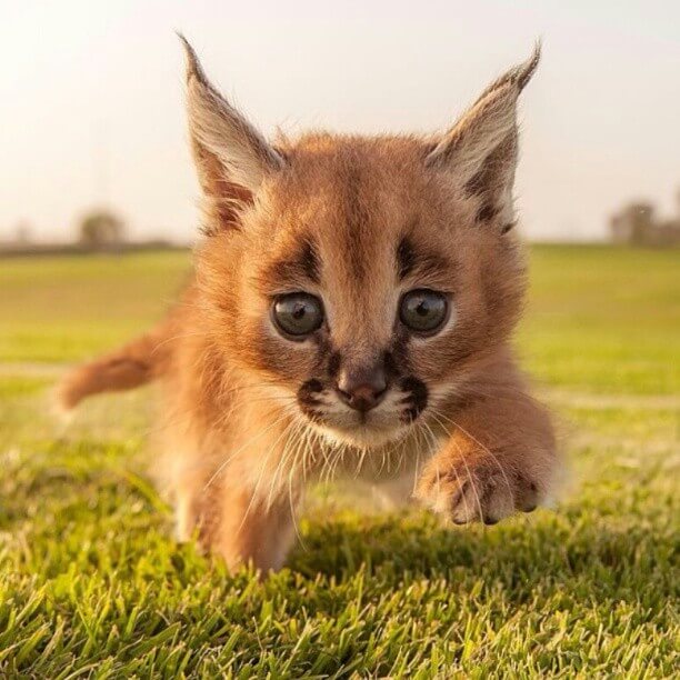 caracal cub in field