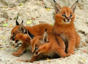 Animal Facts: Do You Know What A Caracal Is?