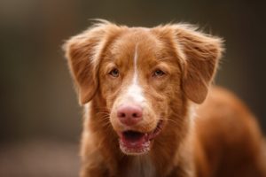 Why You Shouldn't Punish Barking