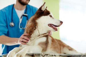 Pros and Cons of Neutering a Dog