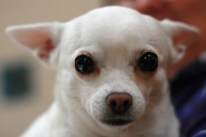 How to Clean Sleep from your Dog’s Eyes