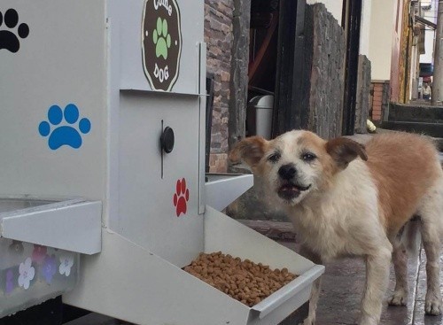 6000 Dogs Benefit from the "Comedog"