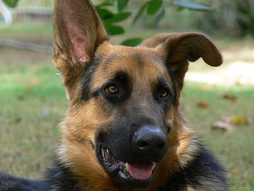 German Shepherd