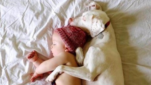 A Baby Helps a Dog Overcomes her Past Abuse