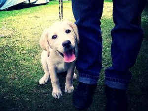 Why Do Dogs Follow You Everywhere?