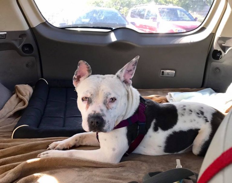 Source: NMDOG's facebook