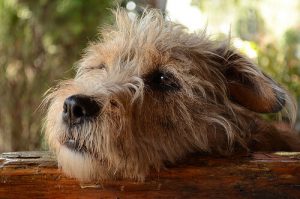 Can Dogs Feel Guilty for Their Antics?