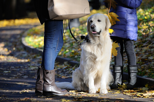 dog on a walk