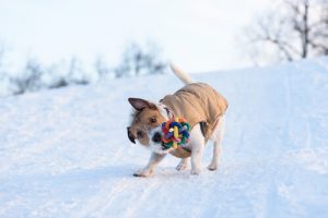 Why Do Dogs Shake Toys?