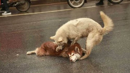 Loyal Dog Tries to Revive His Friend After Accident