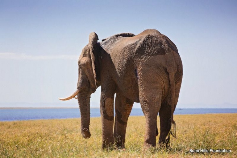 En ståtlig elefant