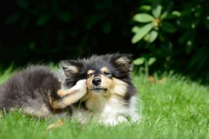 6 Home Remedies to Fight Fleas