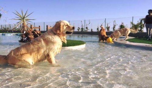 Tenerife Opens Luxurious Dog Hotel in Europe