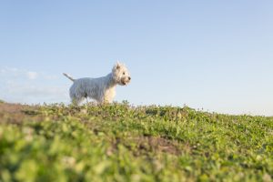 Losing a Pet: Ever Since You Left