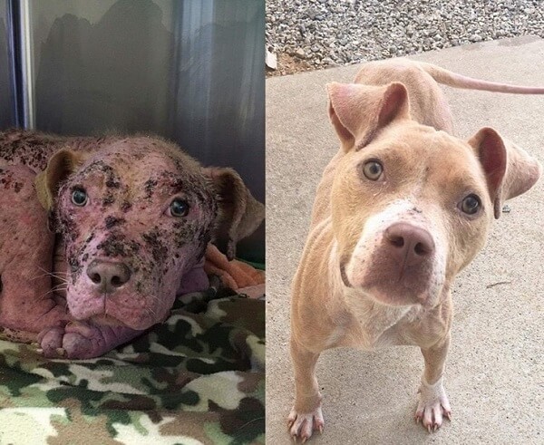 쿠키-구조-전-후-