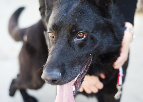 모란시장 개고기