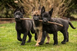 8 Breeds of Affectionate and Loving Dogs