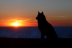 Mourning a Pet: The Same as Mourning a Person?