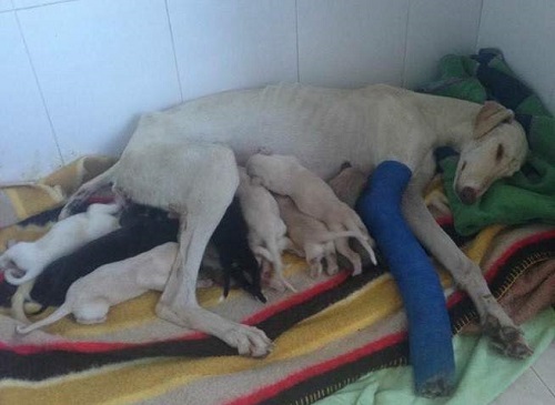 Dog With Broken Leg Runs 3Km to Save Puppies