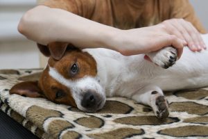 Do You Know How to Massage Your Dog?